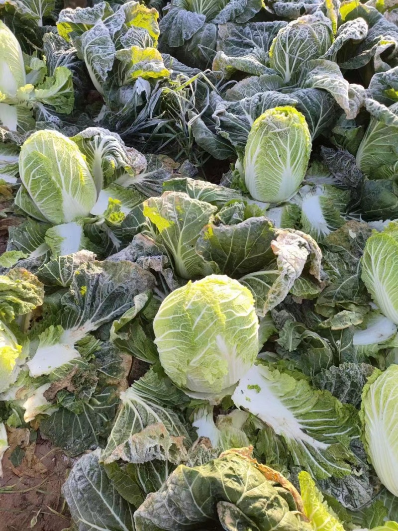 湖北黄心白菜货源充足产地直供可视频看货可对接连锁商超