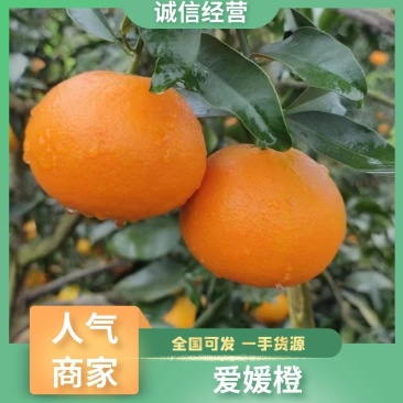 爱嫒果冻橙，又名柑子皇后，果汁誉为琼浆玉露，味甘甜，皮薄