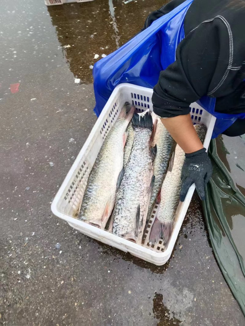 常州市青鱼草鱼量大从优，活鱼现杀欢迎各位老板采购