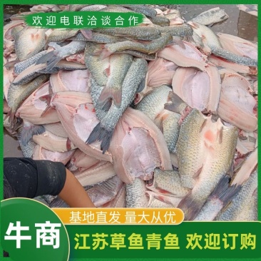 草鱼青鱼，活鱼现杀货源充足质好价优欢迎电联合作