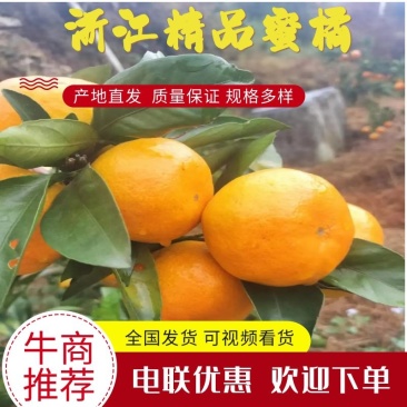 精品蜜橘大量上市品质保证支持代发社区电商欢迎联