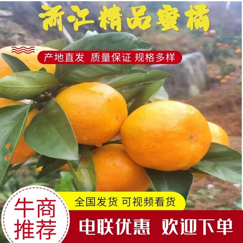 精品蜜橘大量上市品质保证支持代发社区电商欢迎联