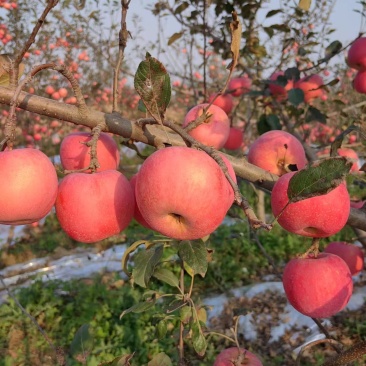 陕西咸阳红富士苹果，基地直供，量大从优，供应全国电商市场