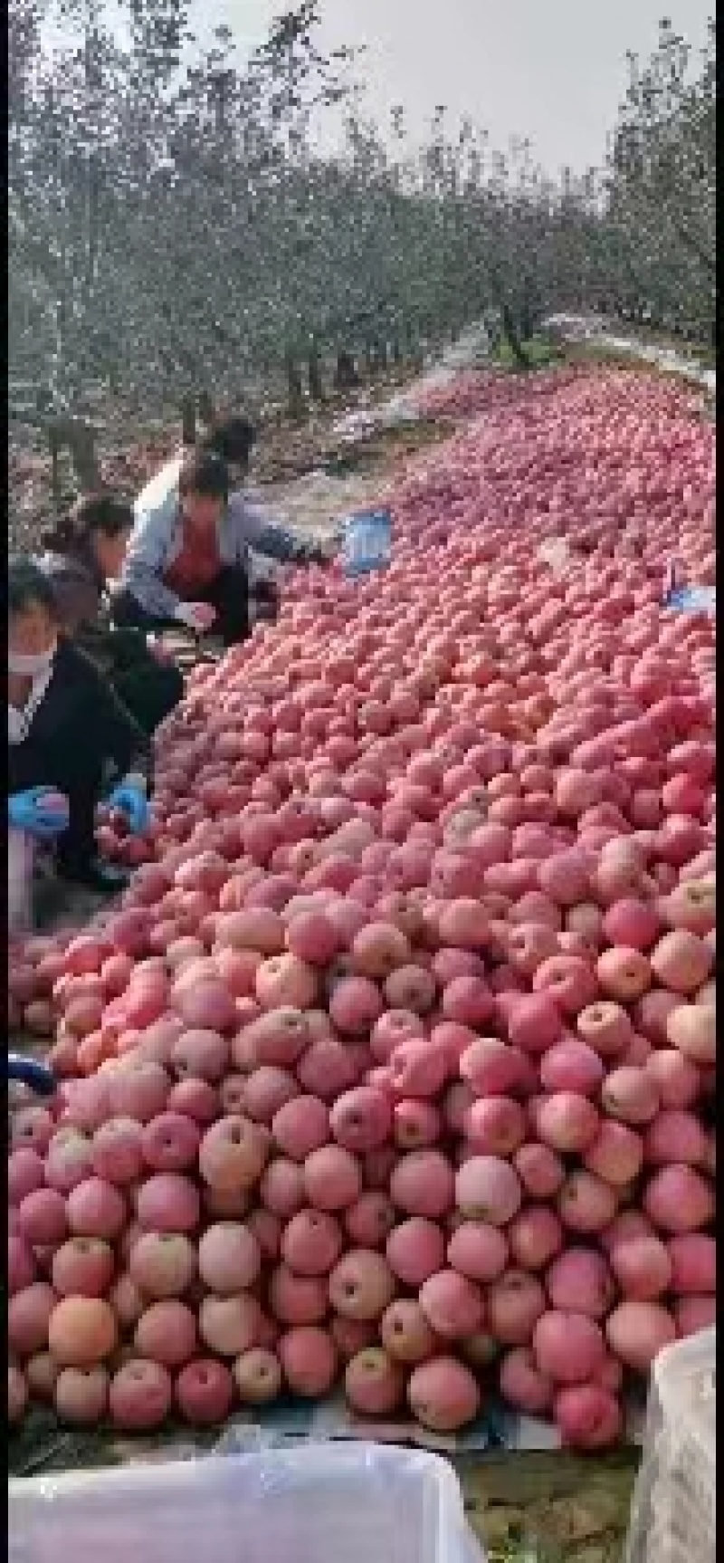 陕西咸阳红富士苹果，基地直供，量大从优，供应全国电商市场