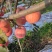 陕西咸阳红富士苹果，基地直供，量大从优，供应全国电商市场