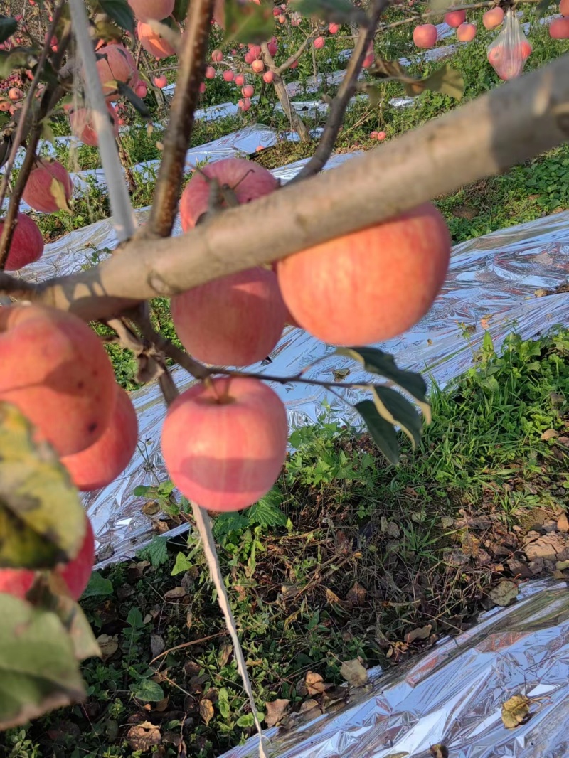 陕西咸阳红富士苹果，基地直供，量大从优，供应全国电商市场