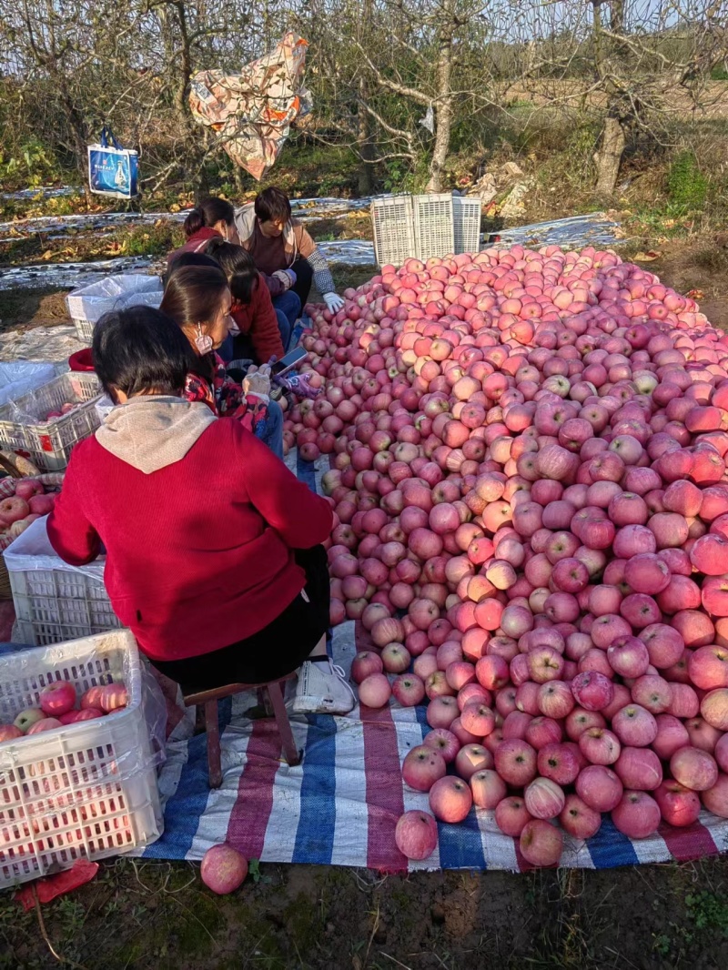 陕西咸阳红富士苹果，基地直供，量大从优，供应全国电商市场