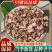 新货桃花250g包邮新品可泡水无杂质干净手工挑选桃花花草