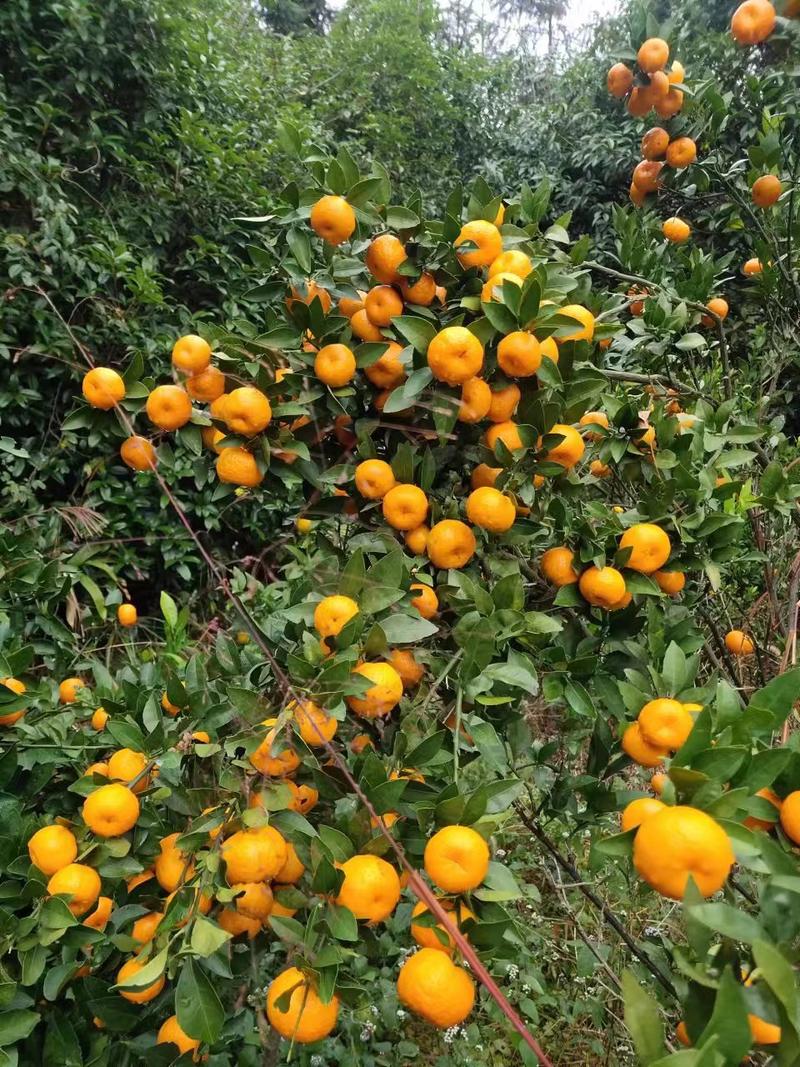 【推荐】南丰蜜橘大量现货一手货源对接各大电商批发