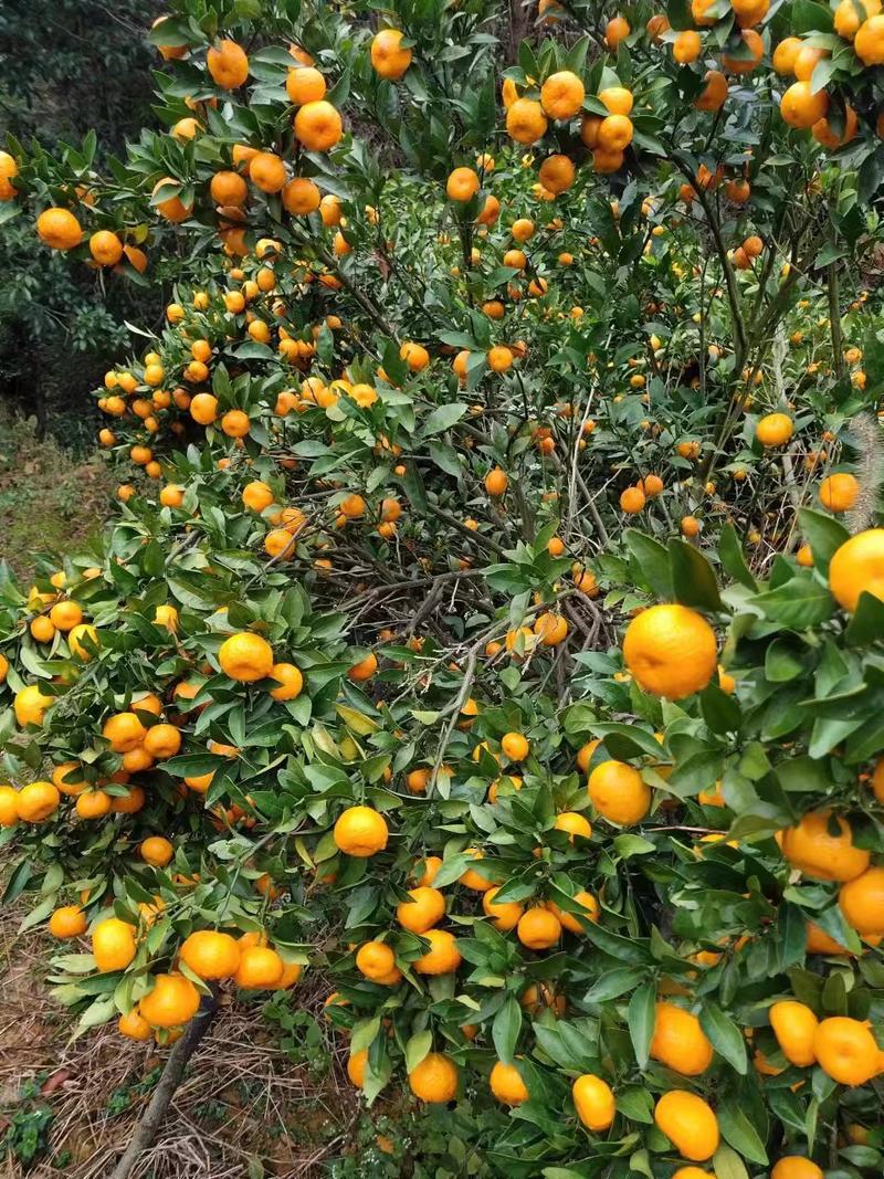 【推荐】南丰蜜橘大量现货一手货源对接各大电商批发
