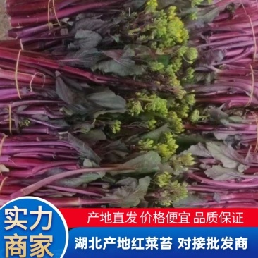 红菜苔产地直发现货保质保量价格便宜一手货源欢迎洽谈