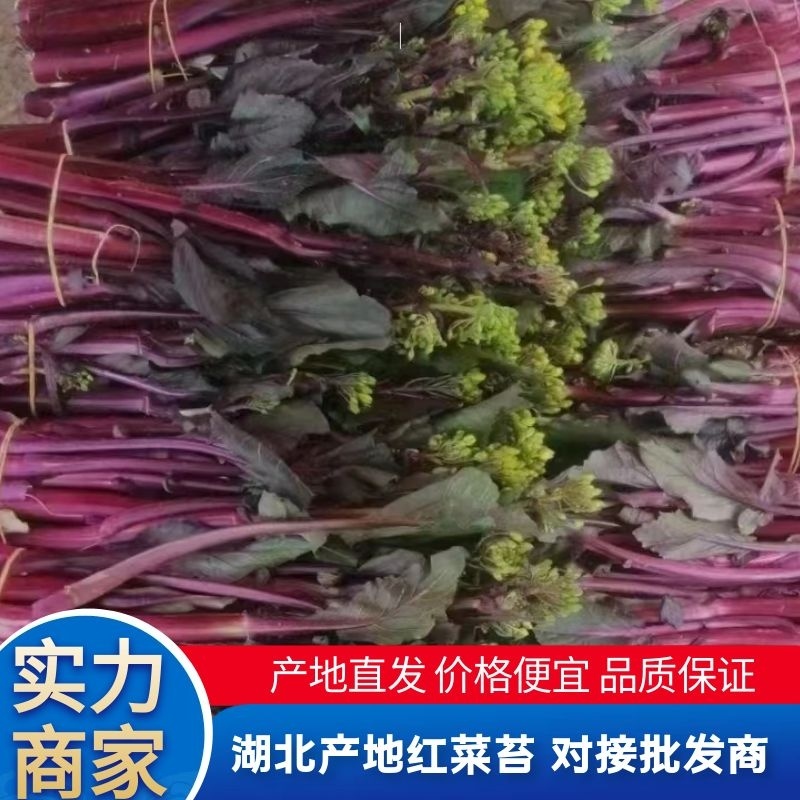 红菜苔产地直发现货保质保量价格便宜一手货源欢迎洽谈