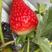 【精品】天仙醉草莓安徽发往全国一手货源量大从优有需致电详谈