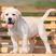 小拉布拉多幼犬黑色白色拉布拉多犬全国发货疫苗齐全