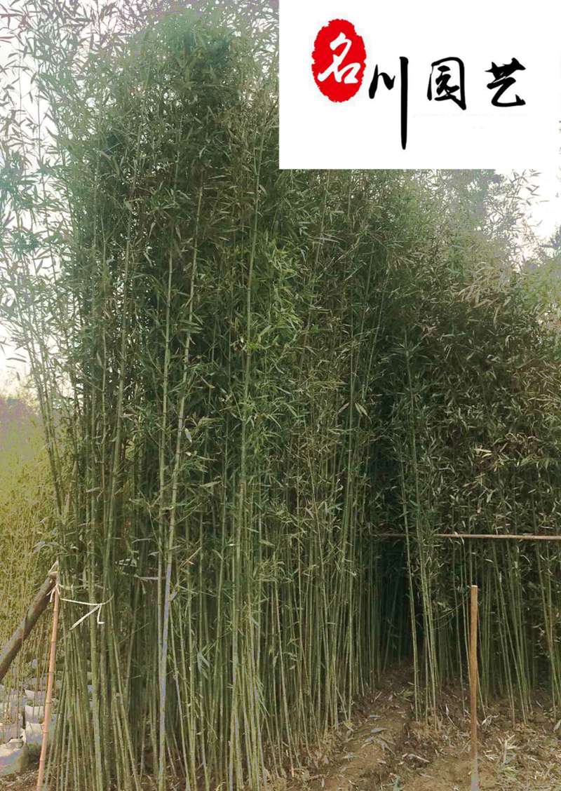 刚竹苗圃基地直销自产自销量大优惠绿化竹苗保质保量