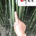 刚竹苗圃基地直销自产自销量大优惠绿化竹苗保质保量