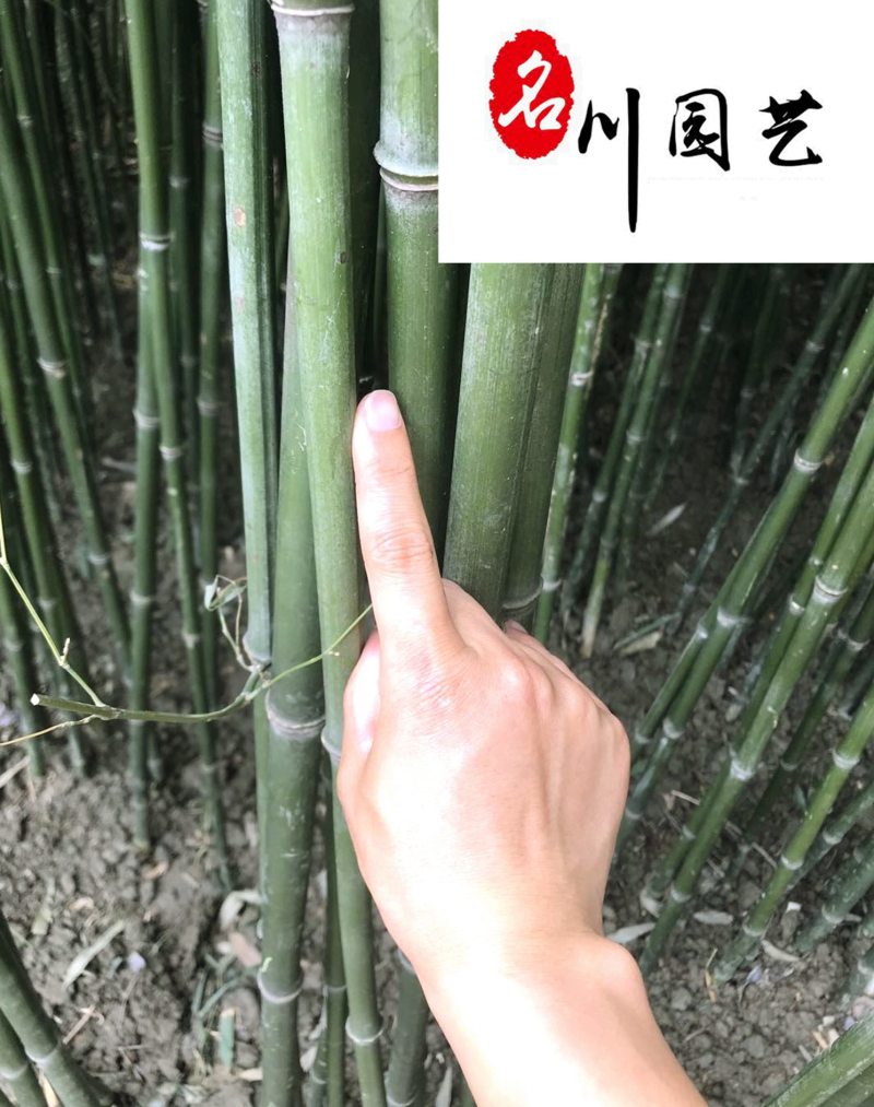 刚竹苗圃基地直销自产自销量大优惠绿化竹苗保质保量
