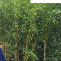 四川黄金竹苗木基地直供量大从优园林绿化观赏竹保质量