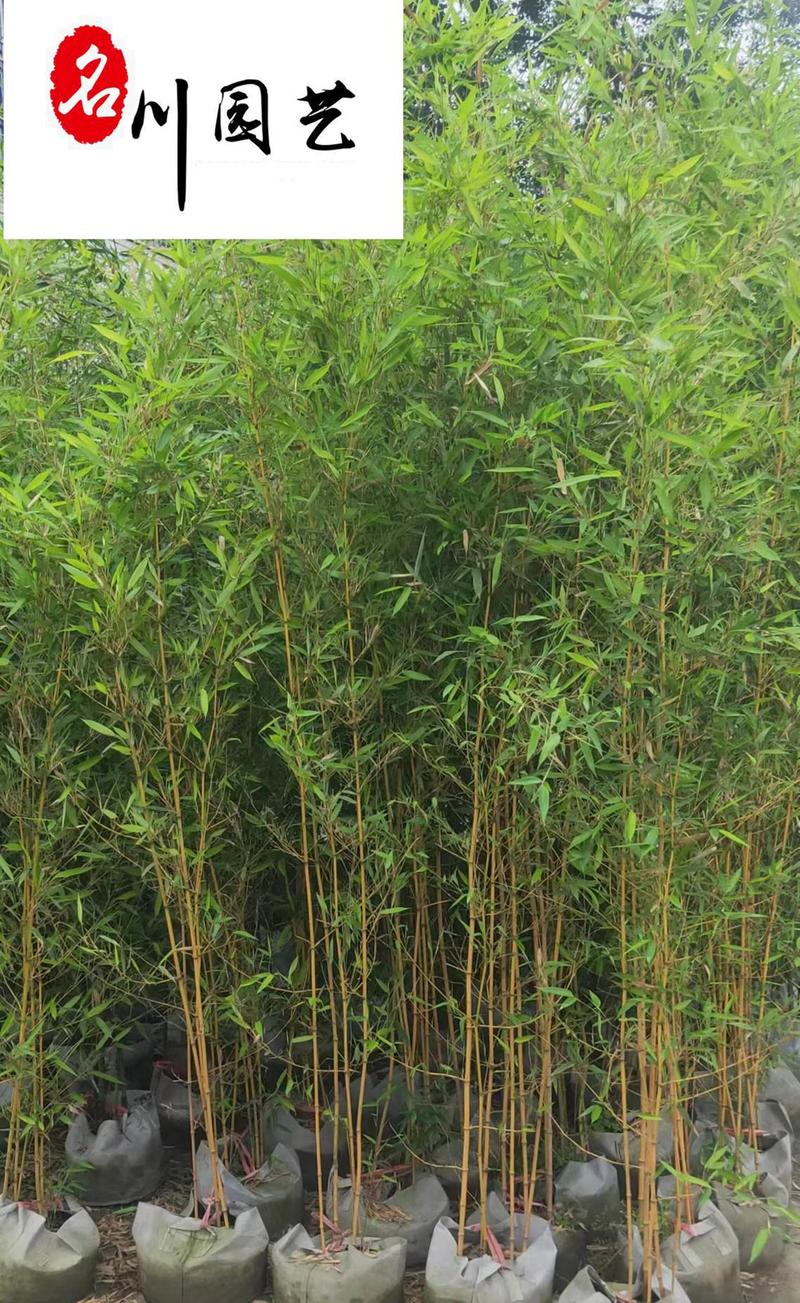 四川黄金竹苗木基地直供量大从优园林绿化观赏竹保质量