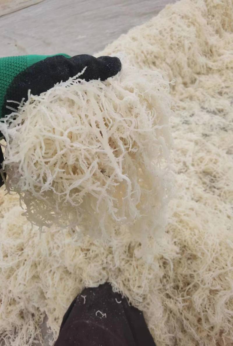 山东滕州新晒龙须菜批发干到扎手厂家直销量大从优欢迎咨询