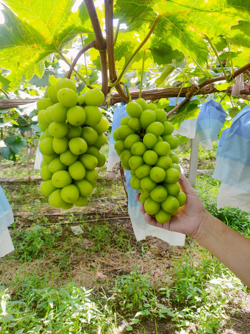 辽宁北镇市阳光玫瑰汁多甜度高大量上市产地直供量大价优