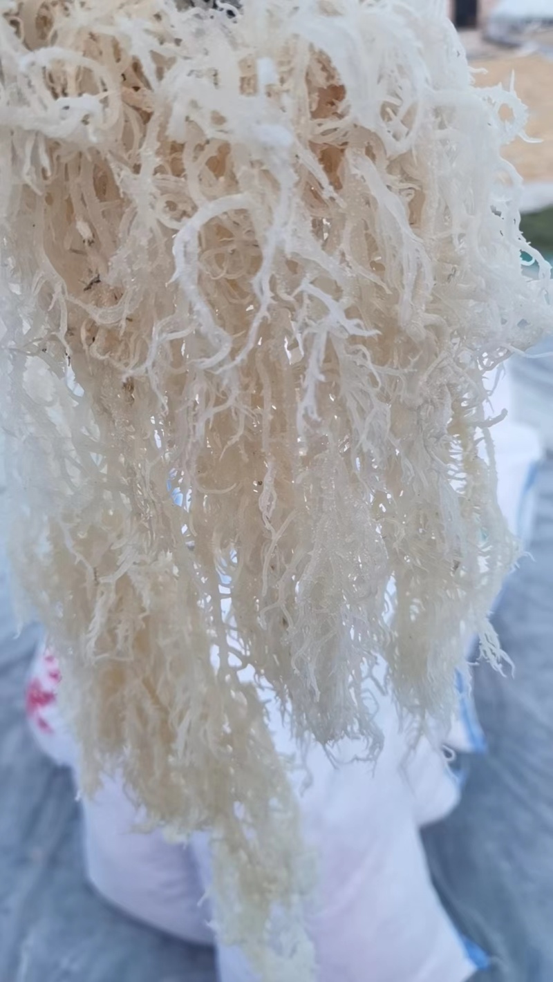 山东滕州新晒龙须菜批发干到扎手厂家直销量大从优欢迎咨询