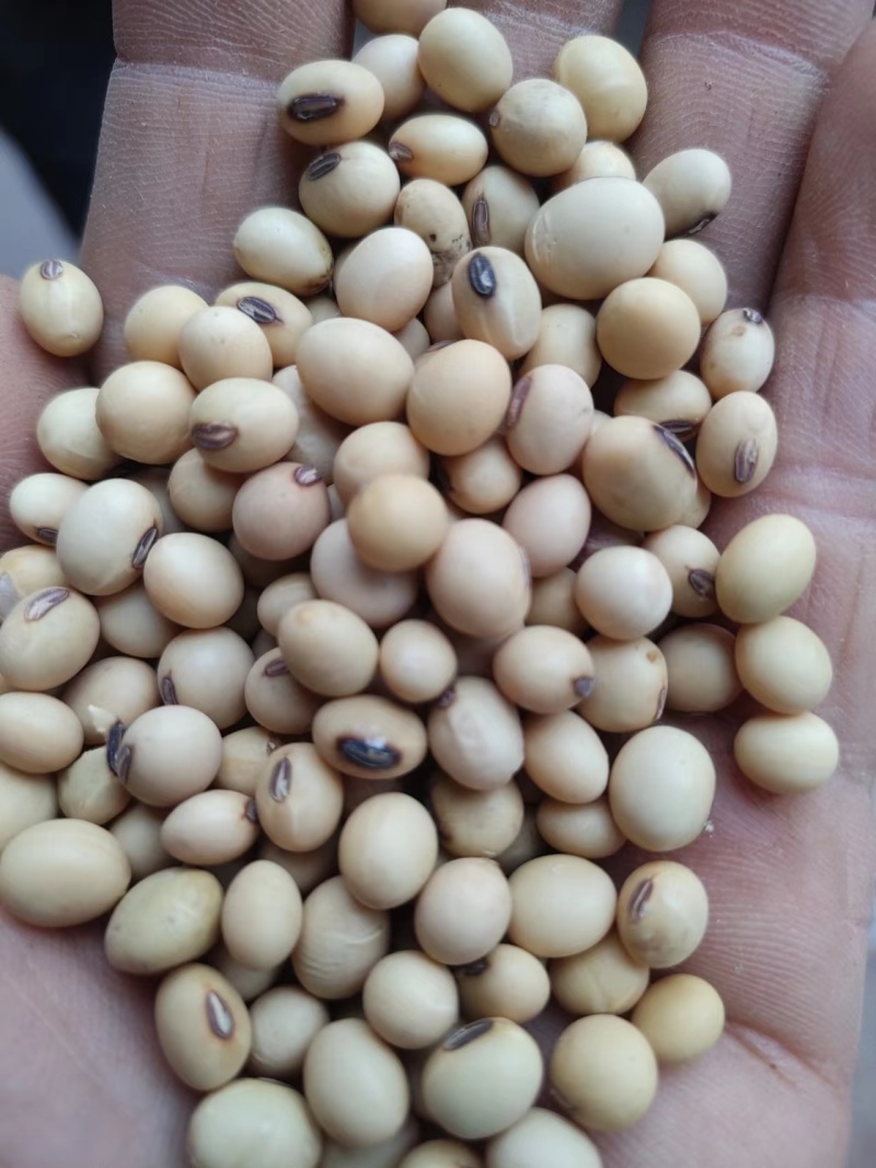 精品黄豆老品种黄豆及豆瓣豆香浓郁货源充足欢迎咨询
