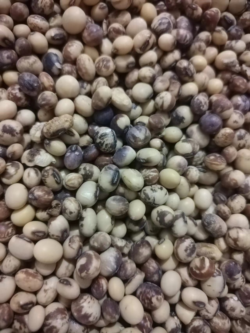 精品黄豆老品种黄豆及豆瓣豆香浓郁货源充足欢迎咨询