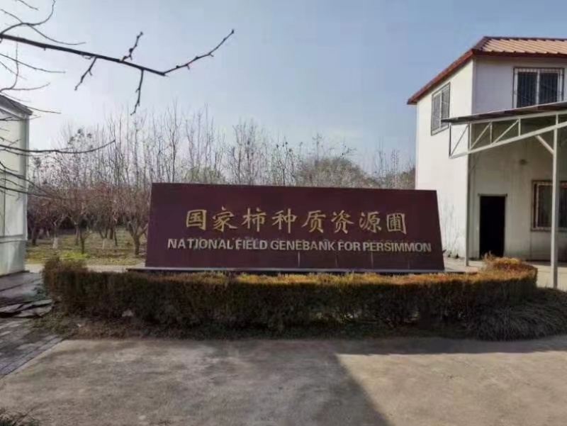 嫁接日本太秋甜柿苗国内的大秋柿子树苗保证品种纯正