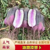 山东冰激凌萝卜，凤梨水果萝卜产地直发量大从优供应商超市场