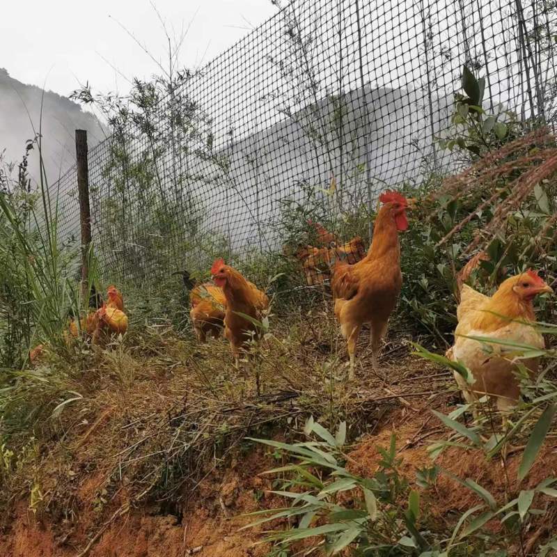 福州生态养殖的红毛鸡，林间放养，吃五谷杂粮走地鸡
