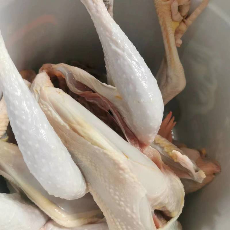 福州生态养殖的红毛鸡，林间放养，吃五谷杂粮走地鸡