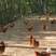 福州生态养殖的红毛鸡，林间放养，吃五谷杂粮走地鸡