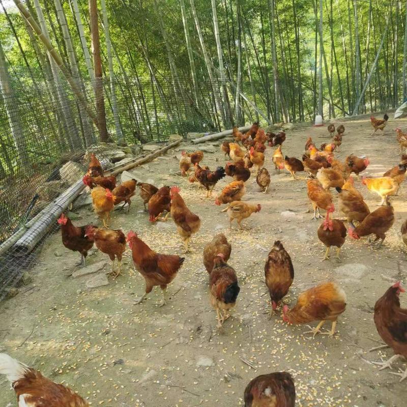 福州生态养殖的红毛鸡，林间放养，吃五谷杂粮走地鸡