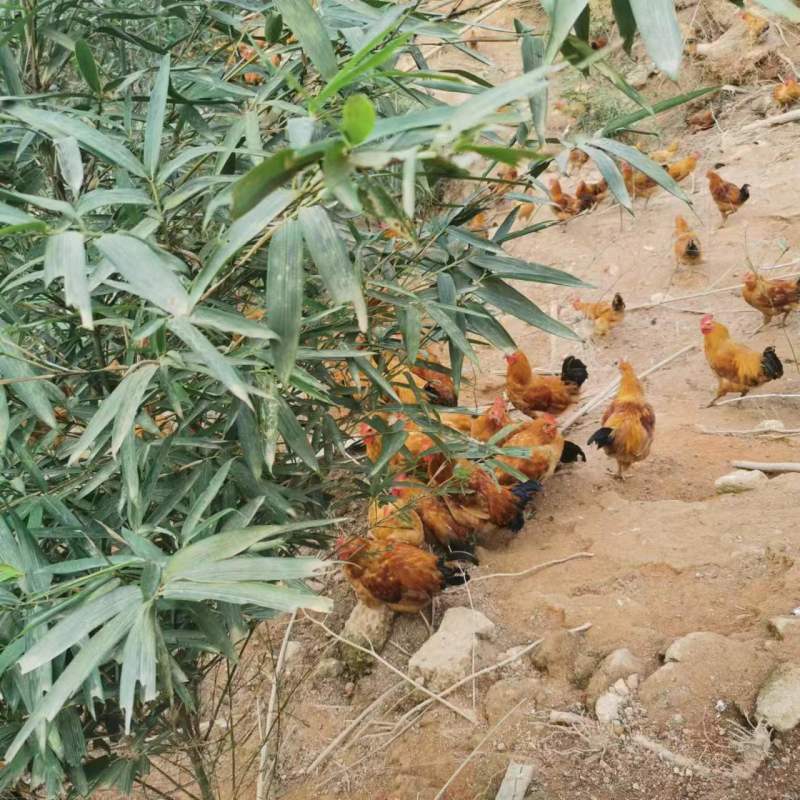 福州生态养殖的红毛鸡，林间放养，吃五谷杂粮走地鸡