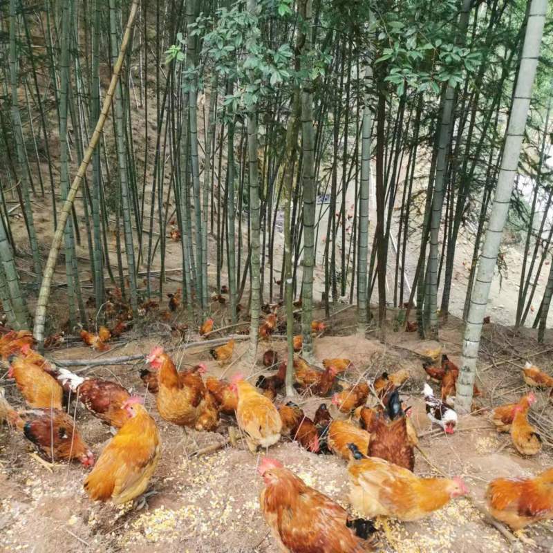 福州生态养殖的红毛鸡，林间放养，吃五谷杂粮走地鸡