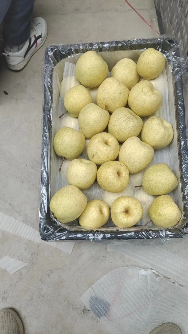 优选泔河酥梨口感甜水分大可视频看货大量供货欢迎咨询