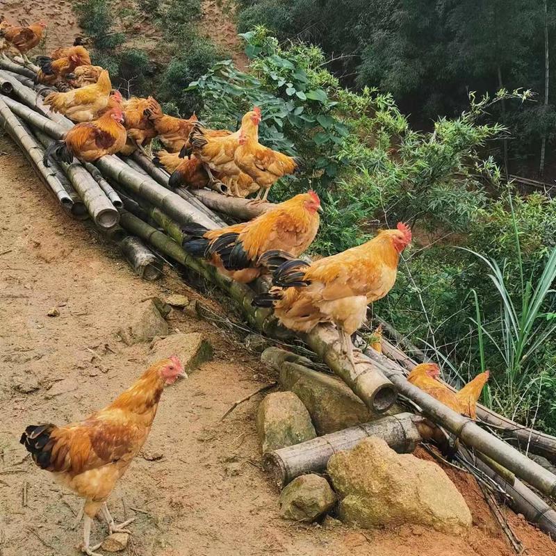 走地鸡，福建基地散养基地供货常年有量肉质紧实，欢迎采购