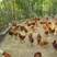 走地鸡，福建基地散养基地供货常年有量肉质紧实，欢迎采购