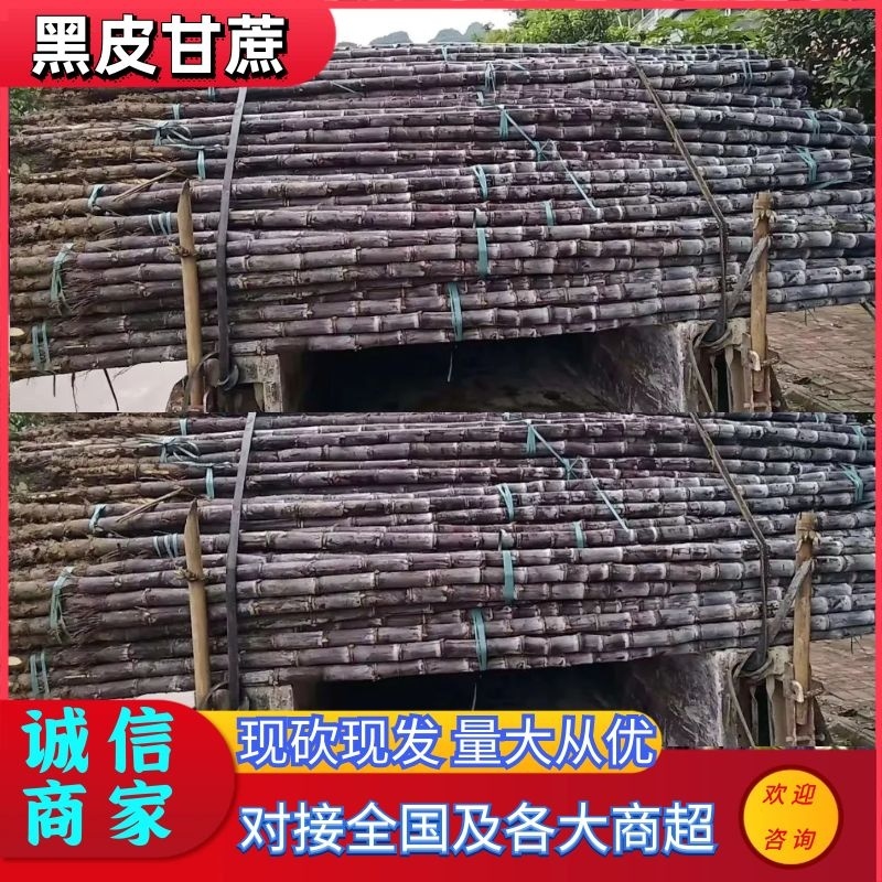 广西黑皮甘蔗对接全国电商，现砍现发脆，甜多汁全国发货
