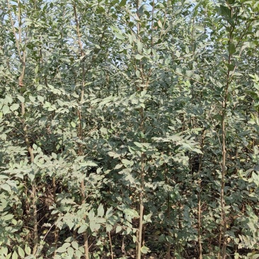 金钱榆树苗，包成活自产自销，死苗补发苗圃直发量大绿化工程