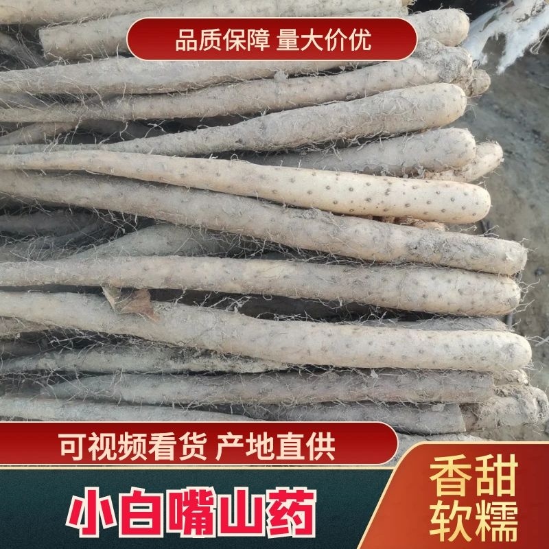 河北小白嘴面甜可口大量现货货源广泛交通便利欢迎来电