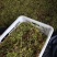 精品恩施藤茶上市一斤包邮全国可发货