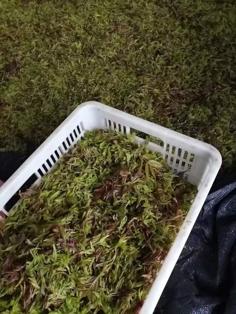 精品恩施藤茶上市一斤包邮全国可发货