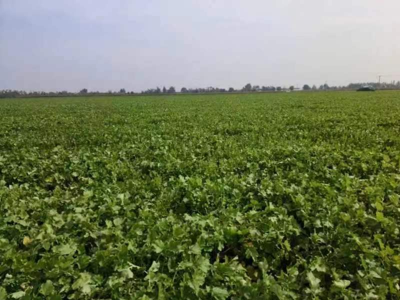 一片整齐种植的大头青萝卜农田,植株排列有序,绿叶繁茂,部分萝卜根部已露出土壤表面,呈现出明显的绿色外皮和粗壮的‘大头’形态,阳光照射下显得新鲜水灵,背景为秋季田园风光 大头青萝卜田间生长实景图