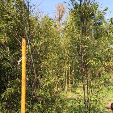 成都紫竹苗圃基地直销保质保量诚信经营庭院园林绿化