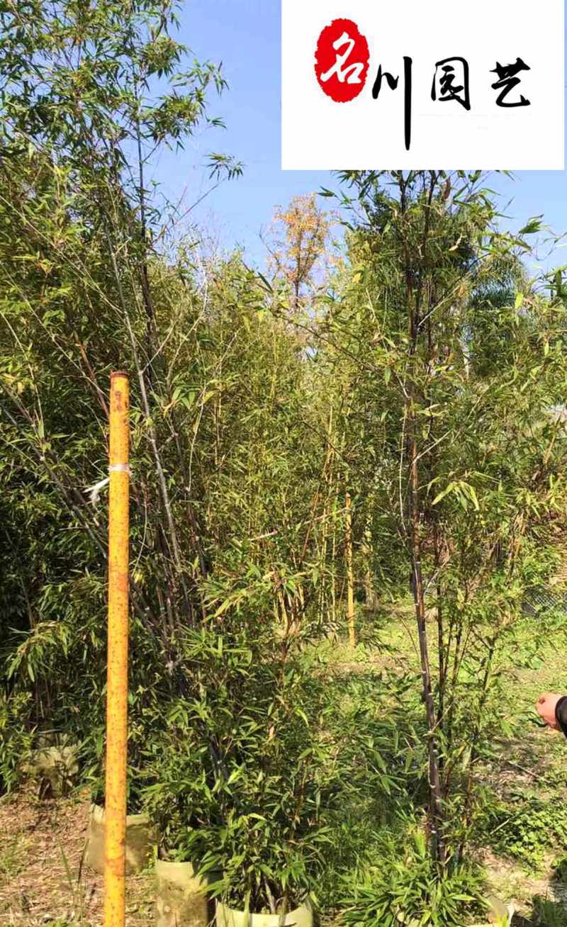 成都紫竹苗圃基地直销保质保量诚信经营庭院园林绿化