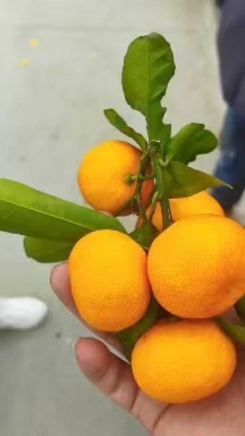 广西沙糖桔，品质保证，一手货源，金秋砂糖橘，桂林砂糖橘