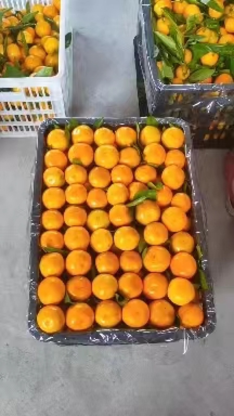 广西沙糖桔，品质保证，一手货源，金秋砂糖橘，桂林砂糖橘