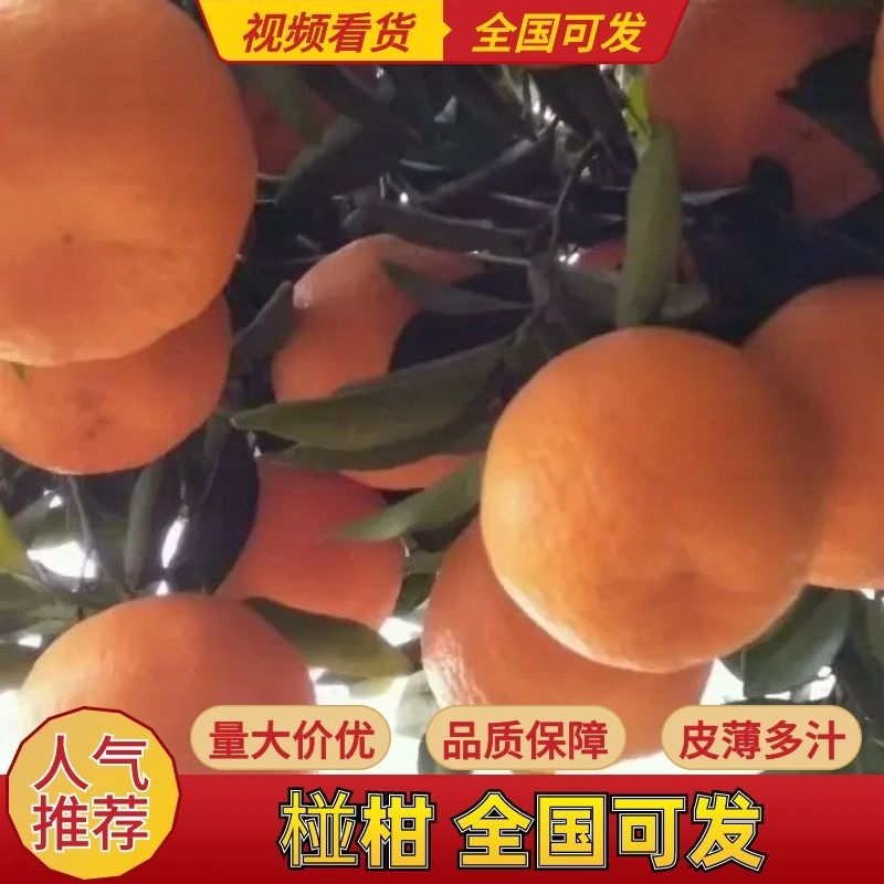椪柑四川代发全国市场货源充足规格品种齐全可视频拿货电联